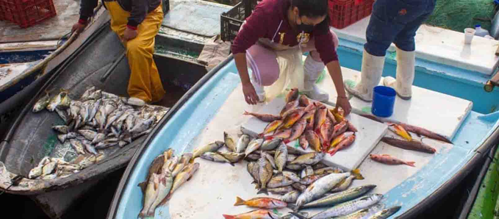 Exigen mexicanos saber el origen y el trayecto de los pescados y mariscos  que consumen - Sin Fuero