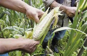 Proteger el maíz, deber de los mexicanos: Sheinbaum