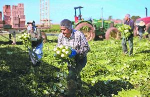 Cuatro de cada 10 trabajadores migrantes en EU son mexicanos: Cemla