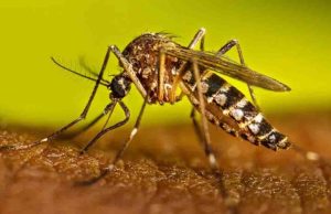 Brasil registra récord de casi 6,5 millones de casos de dengue en 2024