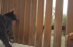 Fauna silvestre, las otras víctimas del muro fronterizo de Trump