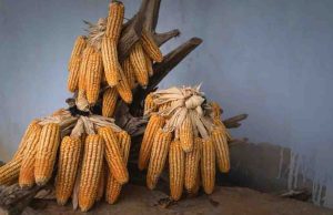 Ejecutivo tiene lista reforma para prohibir maíz transgénico; publica proyecto