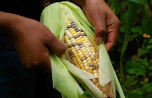 Gobierno busca prohibir cultivo de maíz transgénico desde la Constitución