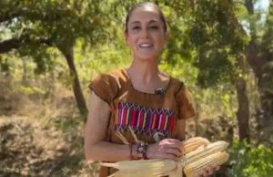 Sheinbaum envía reforma para protección del maíz