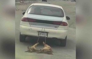 ¡A la cárcel! Hombre que arrastró con su auto a dos cachorros