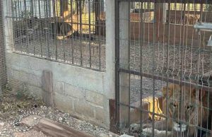 Detienen a 9 personas en Oaxaca tras cateo en rancho; aseguran armas, un león y una leona