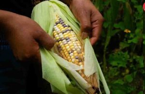 Diputados aplazan discusión sobre maíz transgénico; citarán a cuatro secretarios para analizar iniciativa