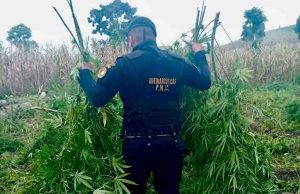 Guatemala erradicó más de 40 mil matas de marihuana en Petén