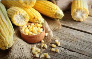 Eliminan restricciones al maíz transgénico y glifosato para cumplir fallo del panel de T-MEC