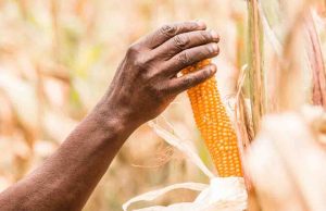 Ni transgénicos ni otras modificaciones genéticas, demandan defensores del maíz