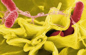 Científicos chinos crean una bacteria que revolucionaría el tratamiento del cáncer