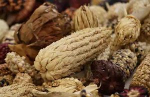 Comisiones del Senado avalan reforma contra maíz transgénico