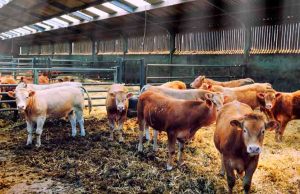 Chiapas destaca a nivel nacional por número de unidades de producción agropecuaria