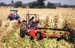 Gobierno de México publica en el DOF el decreto que prohíbe el maíz transgénico