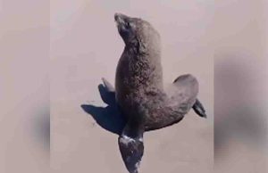 Aparece Lobo Marino en playas de Puerto Arista