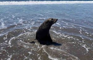 Lobo Marino, bajo vigilanciaLa Conanp y el Santuario Playa de Puerto Arista, informaron que se encuentra en condiciones perfectas de salud