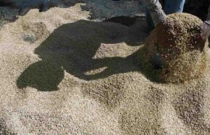 Precios globales de alimentos suben 8.2%