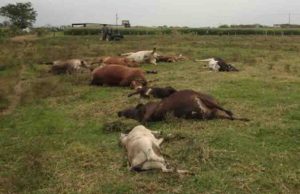 Reportan la muerte masiva de más de 600 reses en Tabasco; la causa sería alimento contaminado