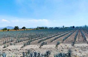 Urge adaptar la agricultura para garantizar abasto de agua y alimentos: IIES