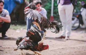 Aguascalientes prohíbe narcocorridos y declara patrimonio cultural peleas de gallo