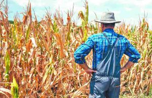 Bajan pérdidas y hectáreas sembradas de cultivos en el país