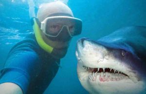 Los buscadores de selfis «alimentan el aumento de los ataques de tiburón»