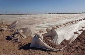 Cayó 9.3% la tierra sembrada en México