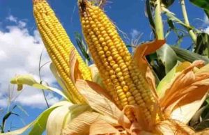 Prevén caída en producción de granos en México por sequía y estrés hídrico