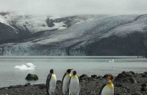 Trump castiga con aranceles a islas habitadas solo por pingüinos: ¿qué hay detrás?