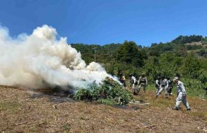 Destruyen 20 mil plantas de mariguana en Santiago El Pinar