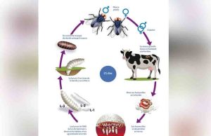 Gusano barrenador no ha dejado de ser una amenaza para ganado chiapaneco