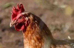 Muere niña contagiada con influenza aviar AH5N1 en Coahuila