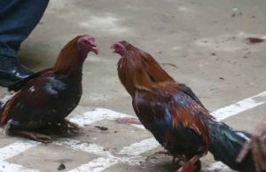 Pelea de gallos termina con una persona asesinada