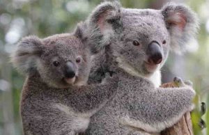 Polémica en Australia: sacrifican a 750 koalas con francotiradores; gobierno argumenta es por daños de incendios forestales