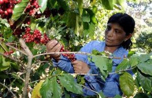 Senado aprueba ley que impulsa la industria mexicana del café