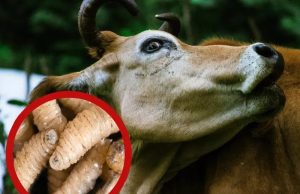 Ssa reporta dos casos humanos de gusano barrenador en Chiapas; comparte características clínicas con las observadas en animales