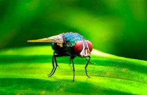 El regreso del gusano barrenador es resultado de la “tormenta perfecta”